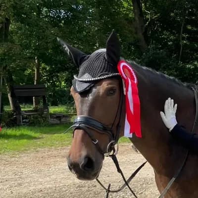 PferdeWert Instagram - Dressurreiten PferdeWert Instagram - Dressurreiten
